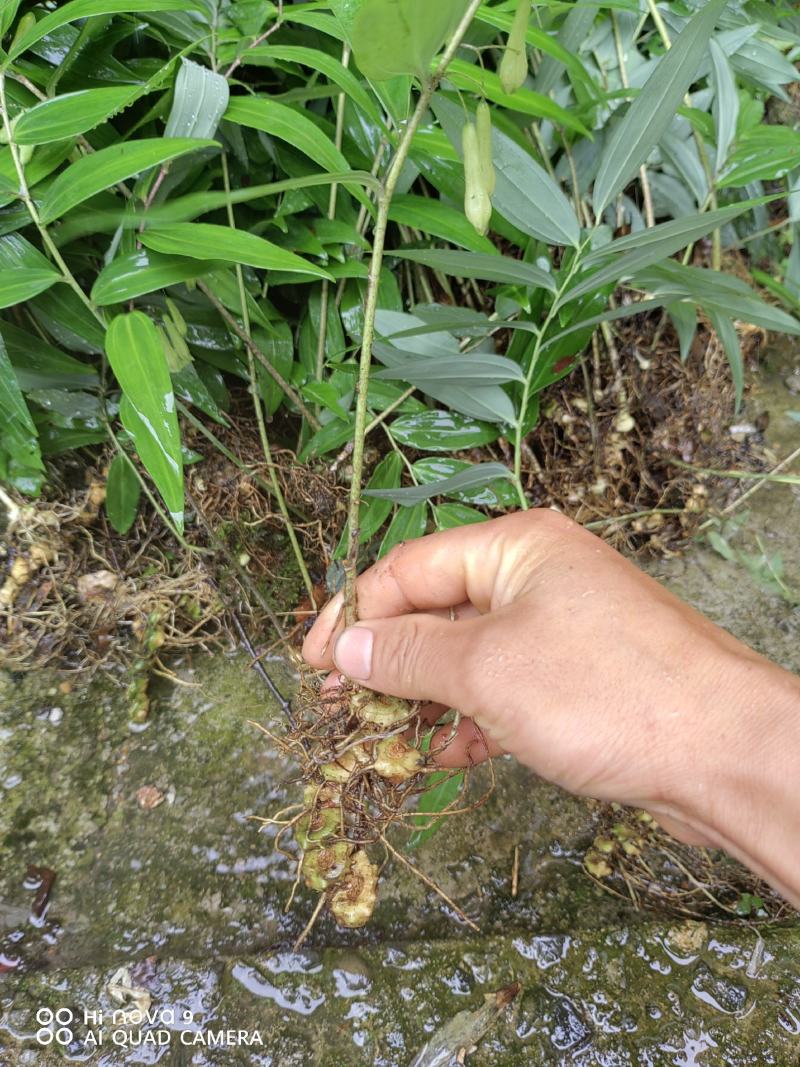 高山独杆黄精种苗