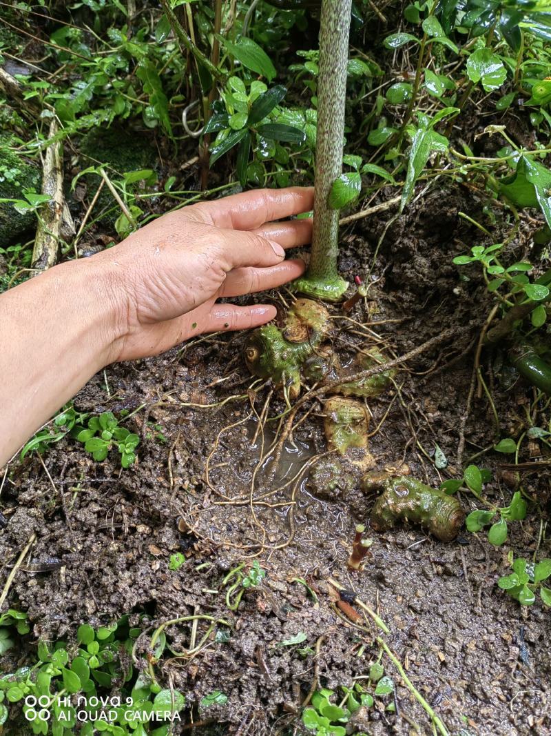 高山独杆黄精种苗