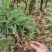 高山独杆黄精种苗