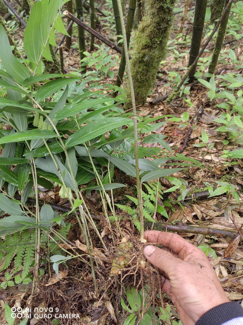 高山独杆黄精种苗