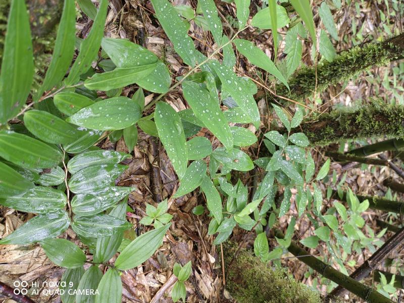高山独杆黄精种苗