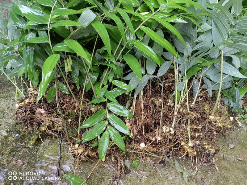 高山独杆黄精种苗