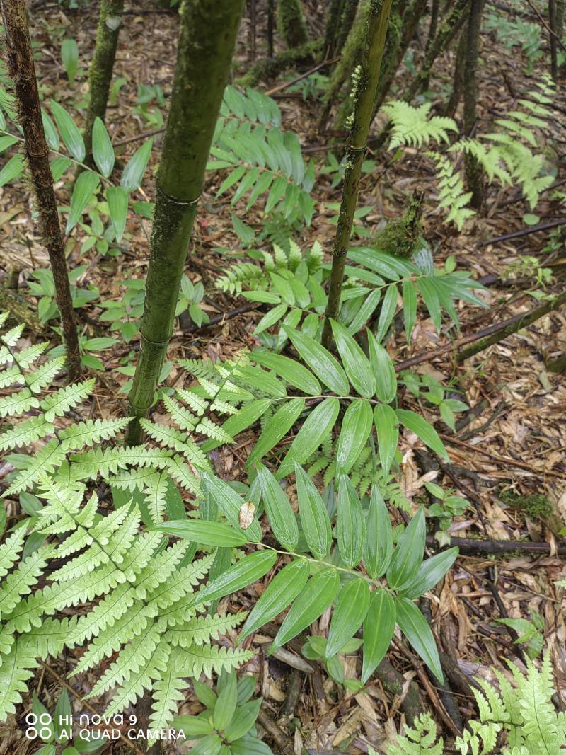 高山独杆黄精种苗