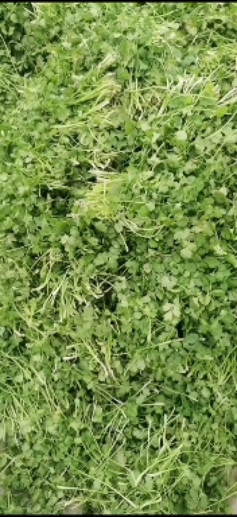 脱水香菜精品脱水厂香菜
