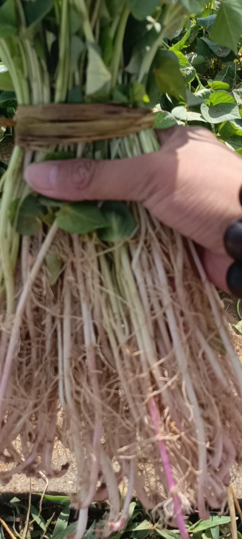 红薯育苗基地大量出货