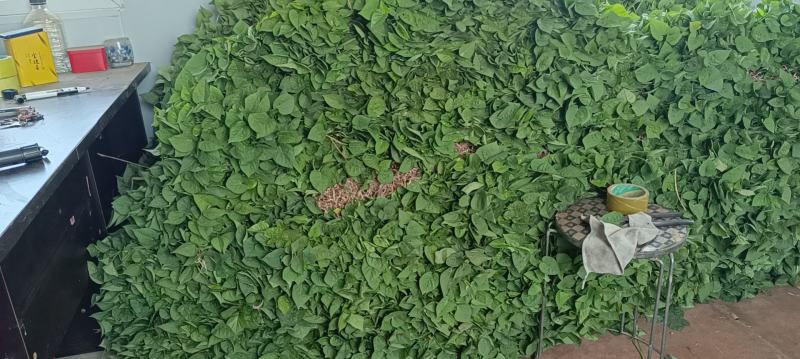 红薯育苗基地大量出货
