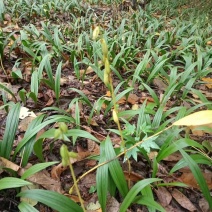 野生毛慈菇种苗