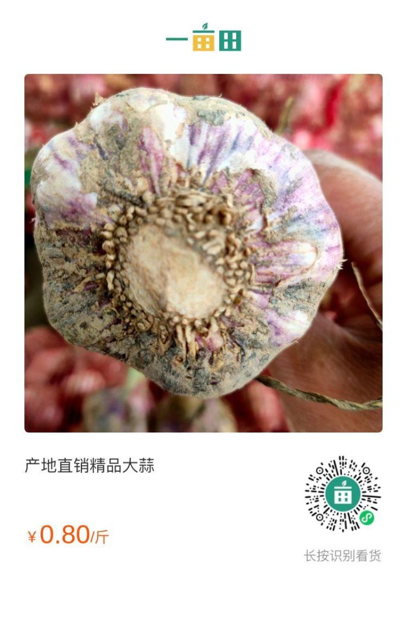 产地直销大蒜精品大蒜欢迎采购。万亩大蒜果蔬基地实地考察。
