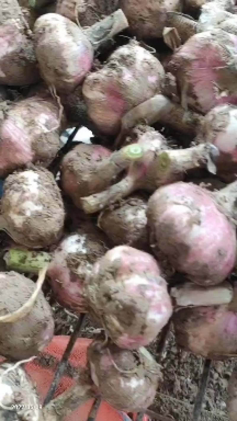 产地直销大蒜精品大蒜欢迎采购。万亩大蒜果蔬基地实地考察。