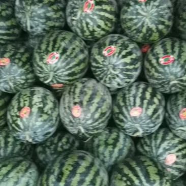 【推荐】甜王西瓜产地金成我,金花,硒砂瓜西瓜
