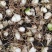东北野生毛慈菇精选大豆，4.5斤鲜货出一斤干品