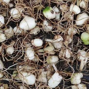 东北野生毛慈菇精选大豆，4.5斤鲜货出一斤干品