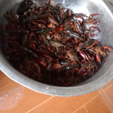 小龙虾