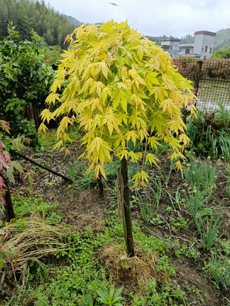 黄金流泉就像瀑布一样漂亮，自家种植大量有货……