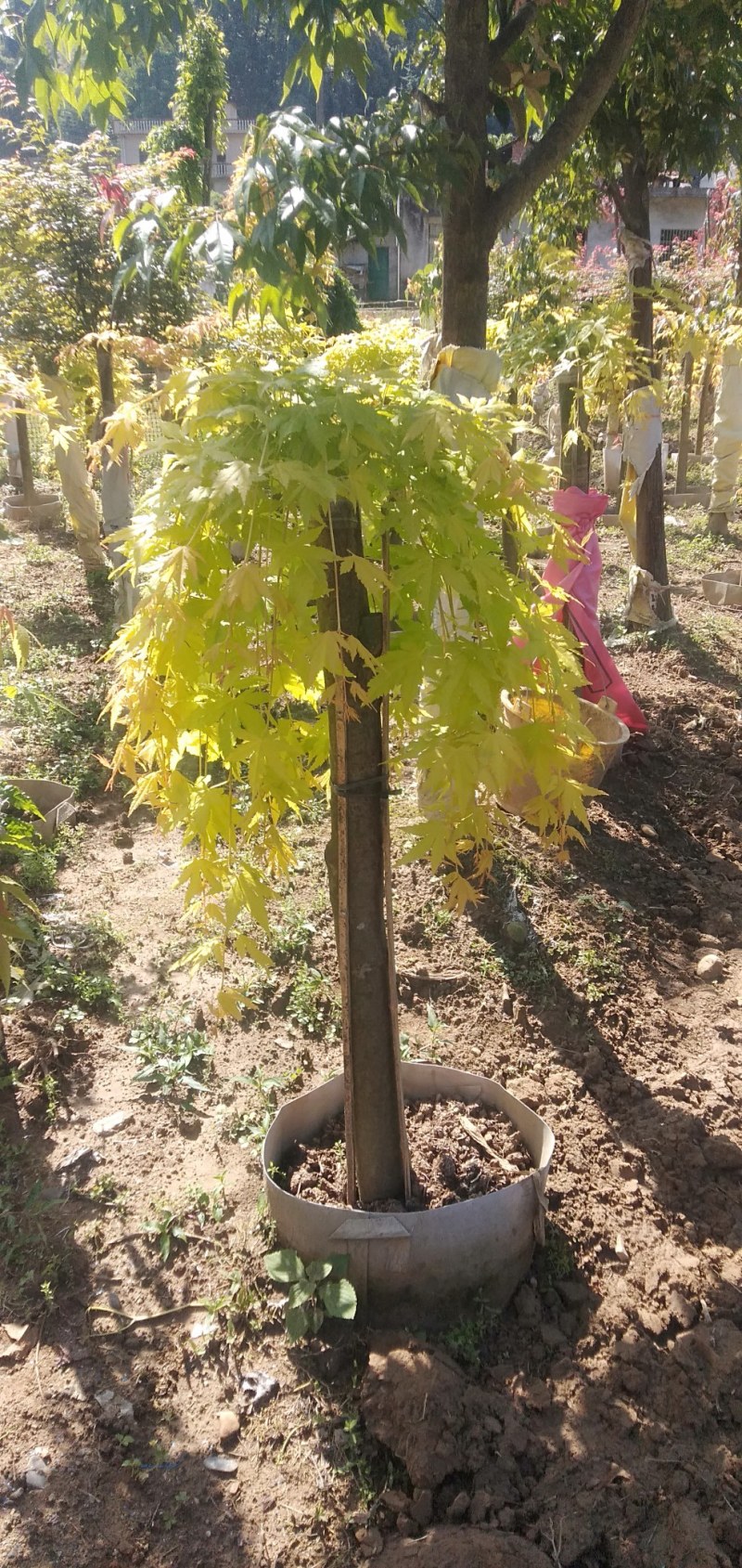 黄金流泉就像瀑布一样漂亮，自家种植大量有货……