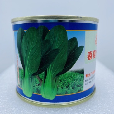 原装德赛寒秀越冬青菜种子杂交高产抗病早熟耐寒热四季播种青