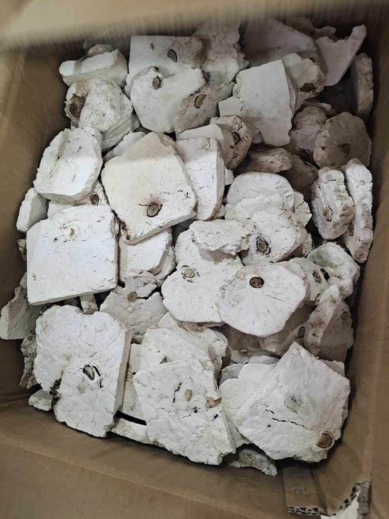 安徽精品茯神茯神木常年加工无硫茯神木量大从优