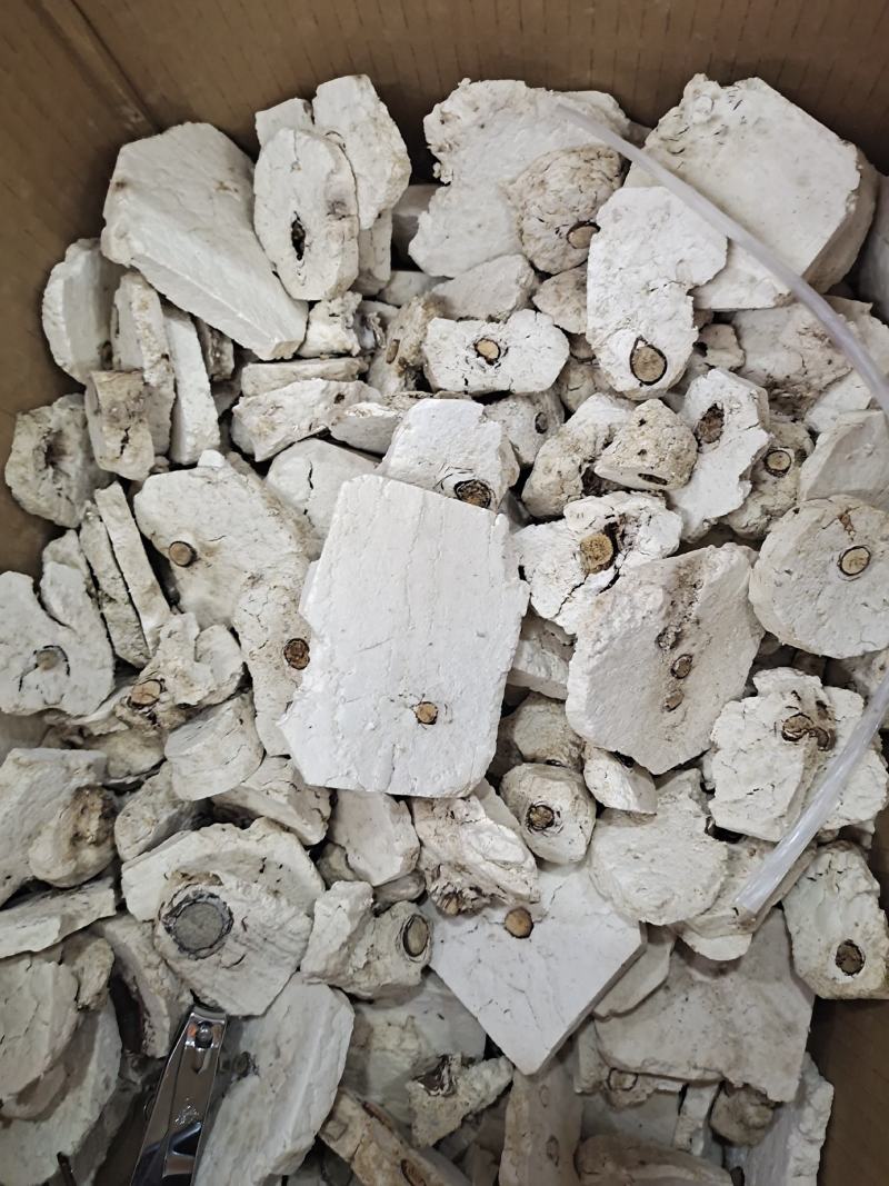 安徽精品茯神茯神木常年加工无硫茯神木量大从优
