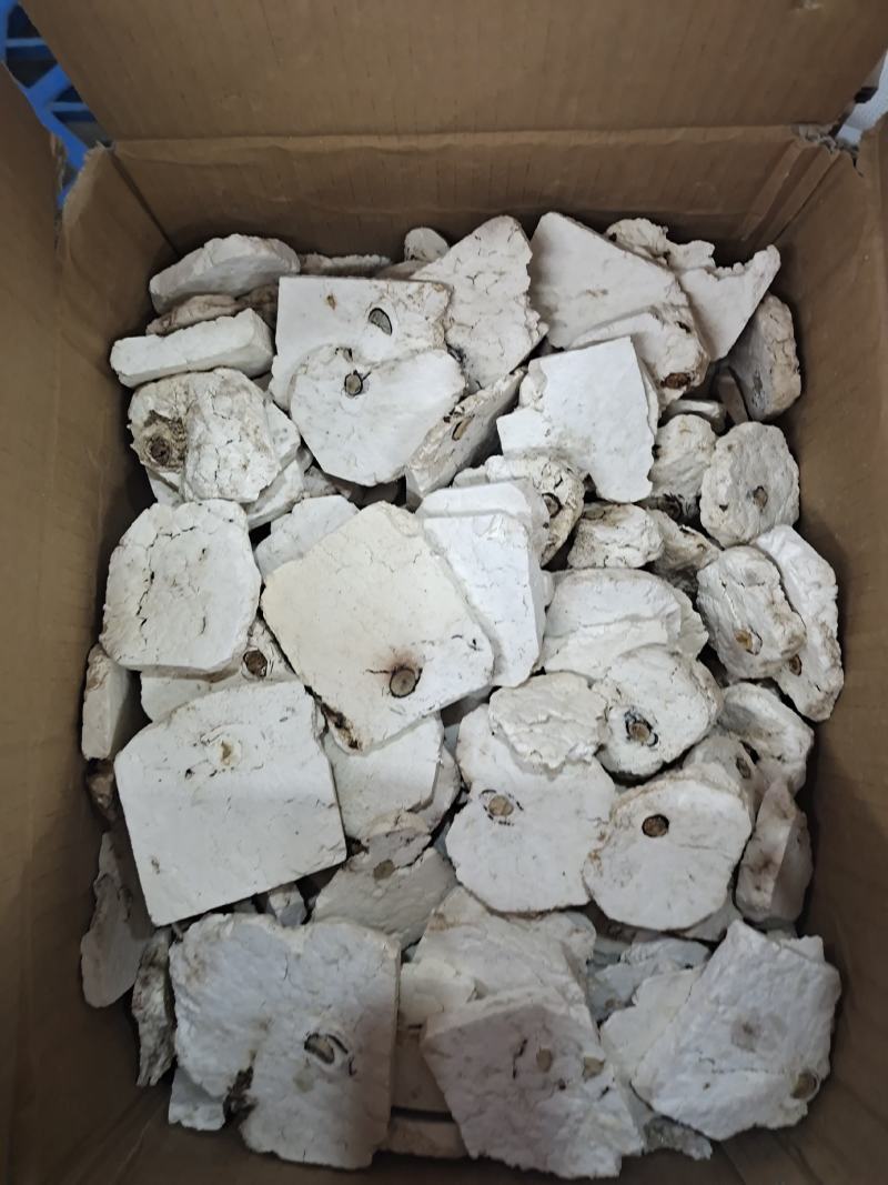 安徽精品茯神茯神木常年加工无硫茯神木量大从优