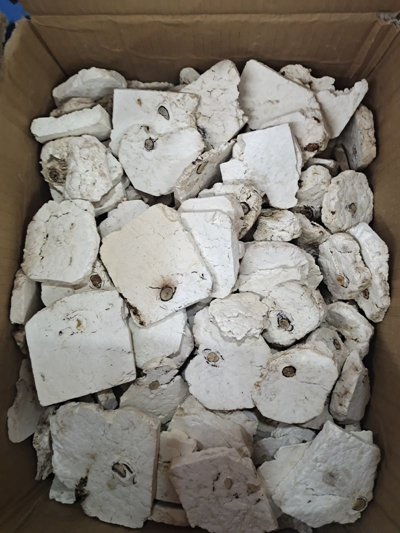 安徽精品茯神茯神木常年加工无硫茯神木量大从优