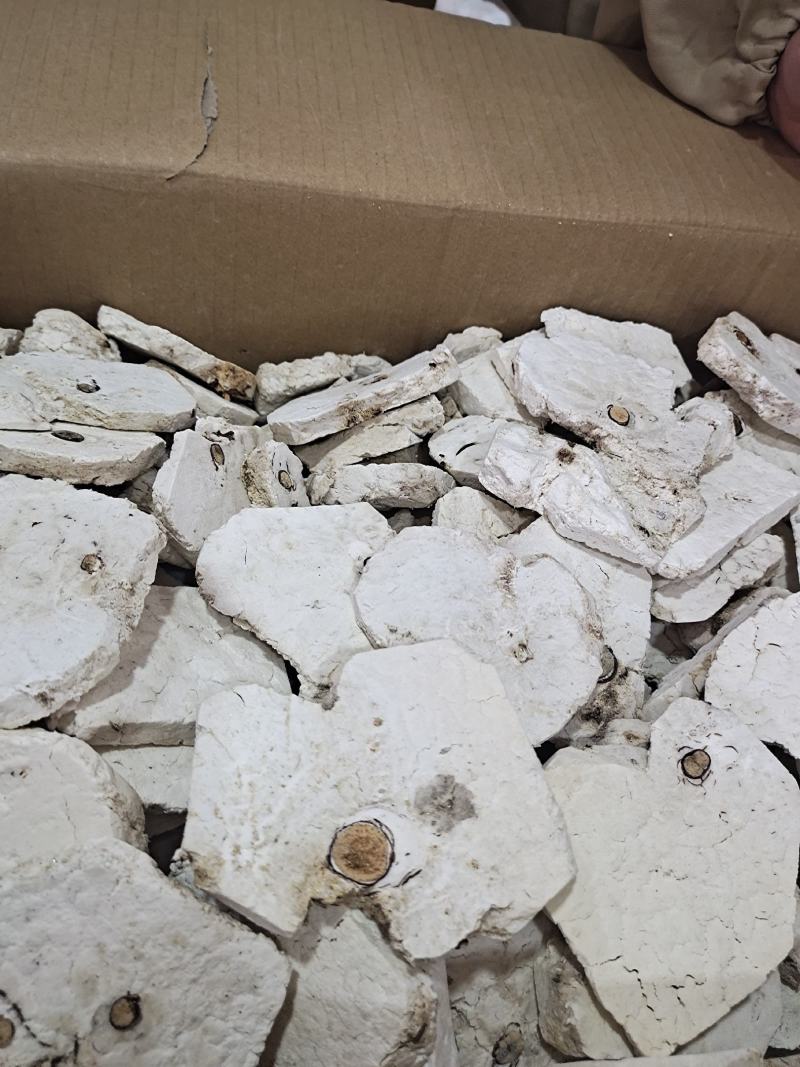 安徽精品茯神茯神木常年加工无硫茯神木量大从优