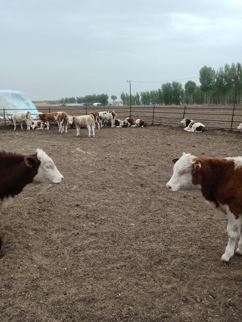 内蒙古活牛通辽西门塔尔牛犊公牛母牛大量供应欢迎来电订购