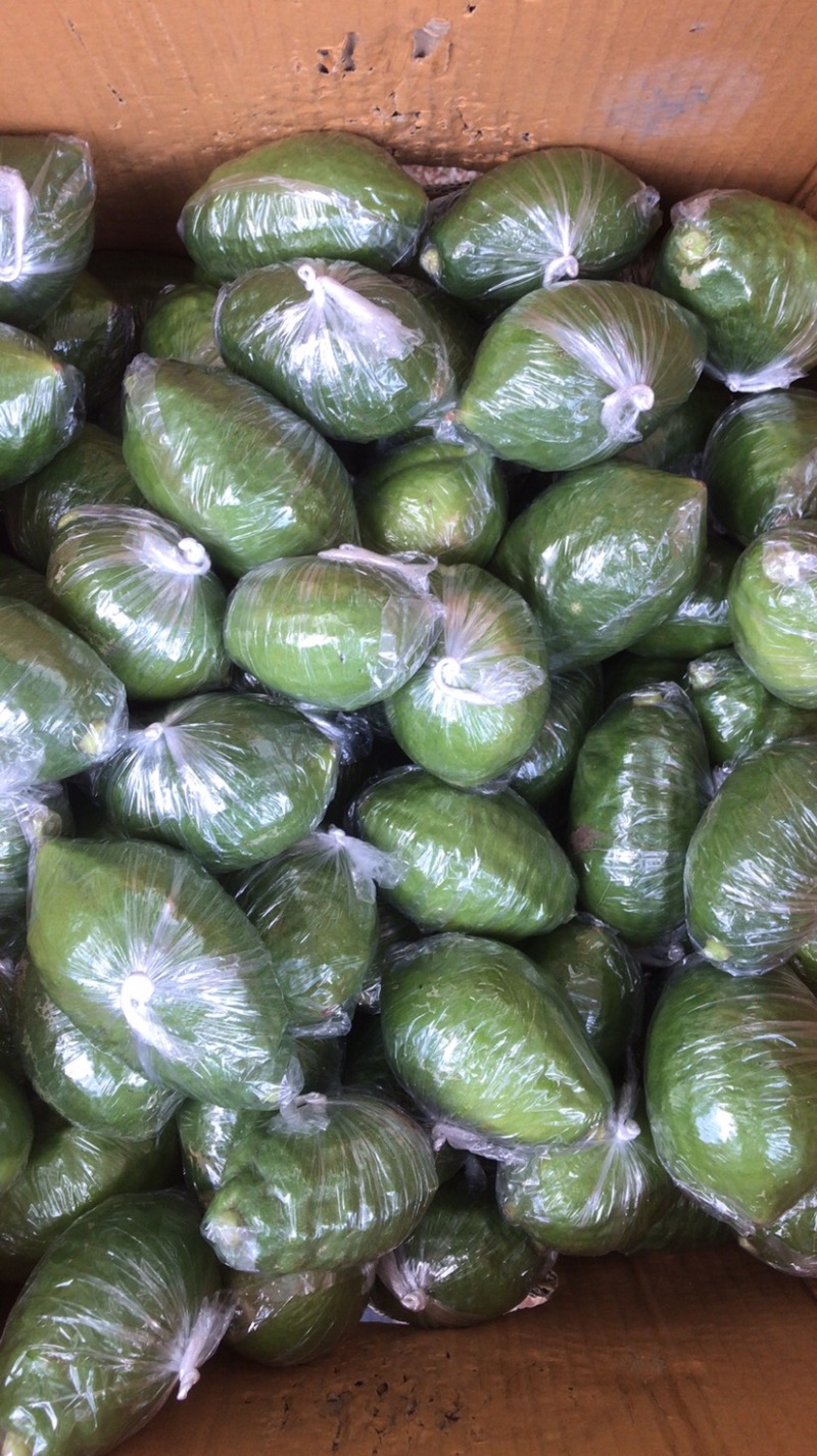 广东香水柠檬香水柠檬基地种植价格低质量好无中间商