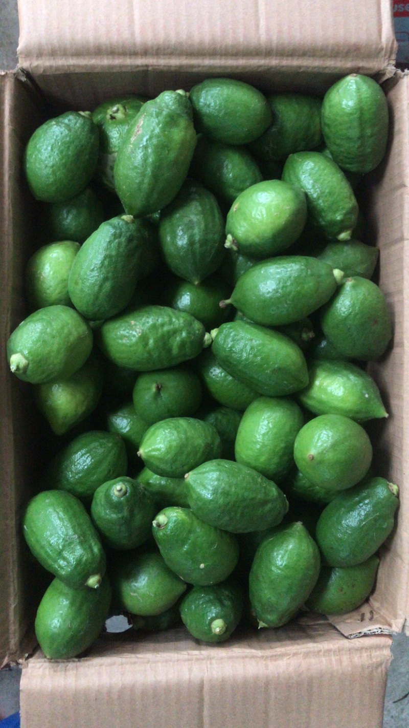 广东香水柠檬香水柠檬基地种植价格低质量好无中间商