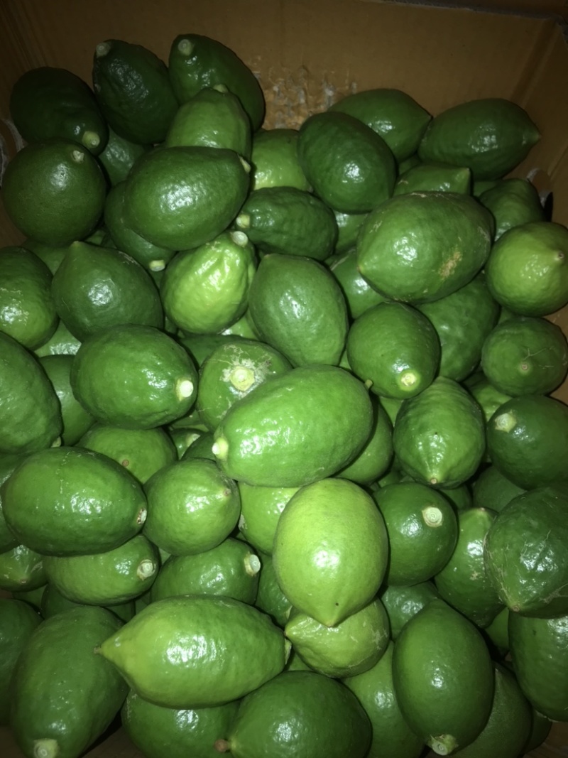 广东香水柠檬香水柠檬基地种植价格低质量好无中间商