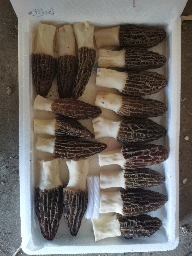 冷棚羊肚菌头茬出菇