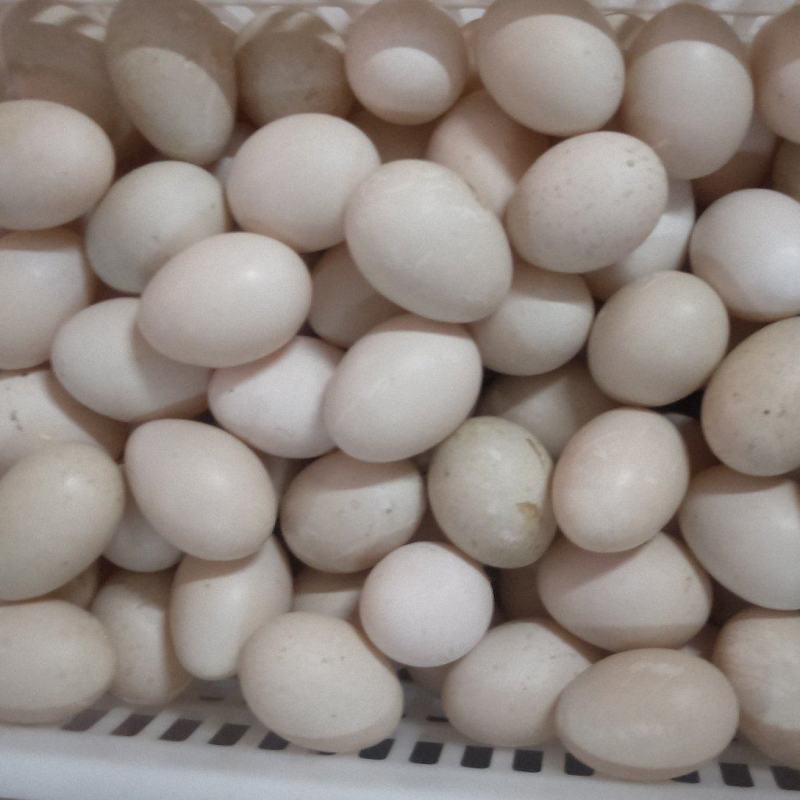 新鲜番鸭蛋，6-7个/斤标准商品蛋，质量保证。