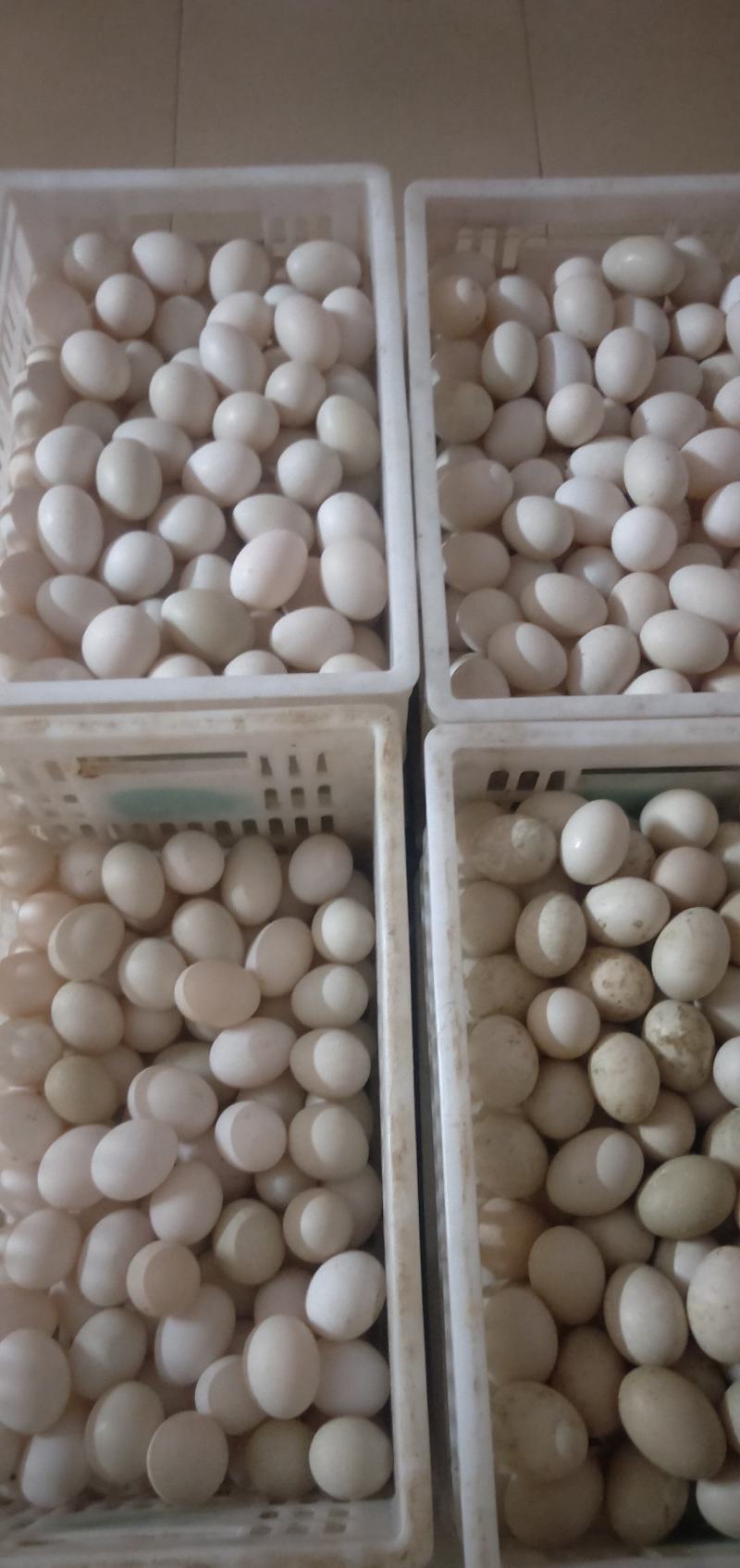 新鲜番鸭蛋，6-7个/斤标准商品蛋，质量保证。