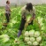 产地直销，精品秦福皇白菜