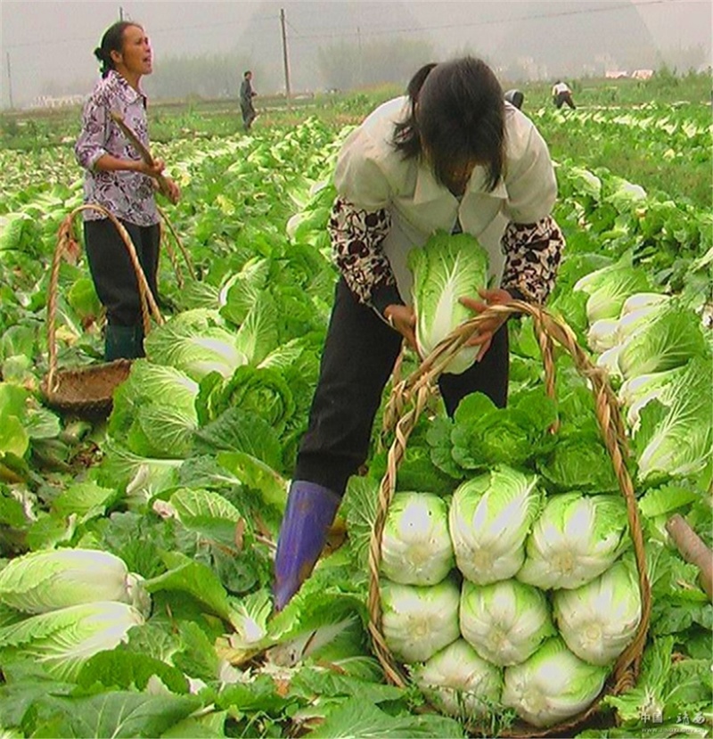 产地直销，精品秦福皇白菜