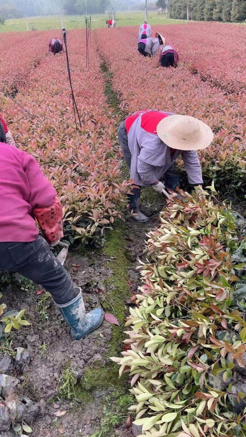 红叶石楠苗，红叶石楠16杯，成都红叶石楠，