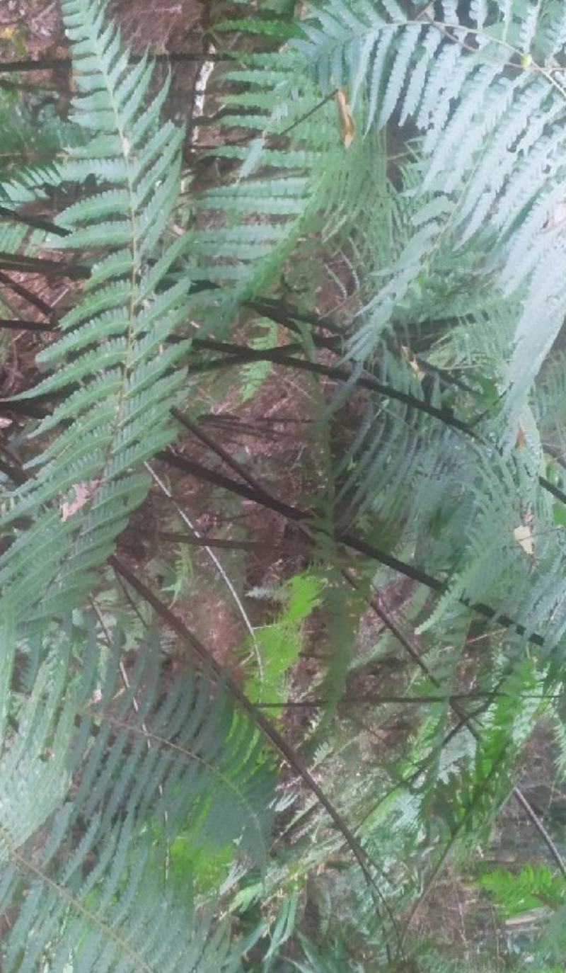 金毛狗毛狗头