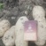 产地直销精品土豆🥔