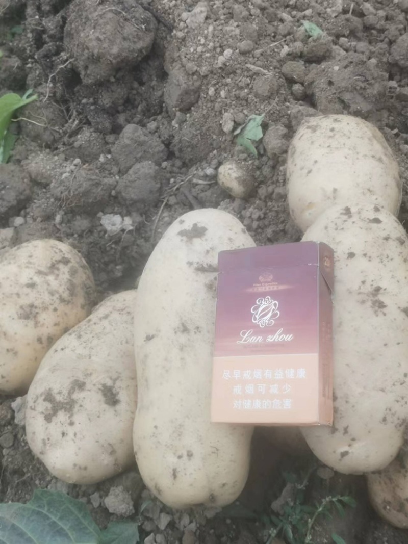 产地直销精品土豆🥔