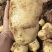 产地直销精品土豆🥔