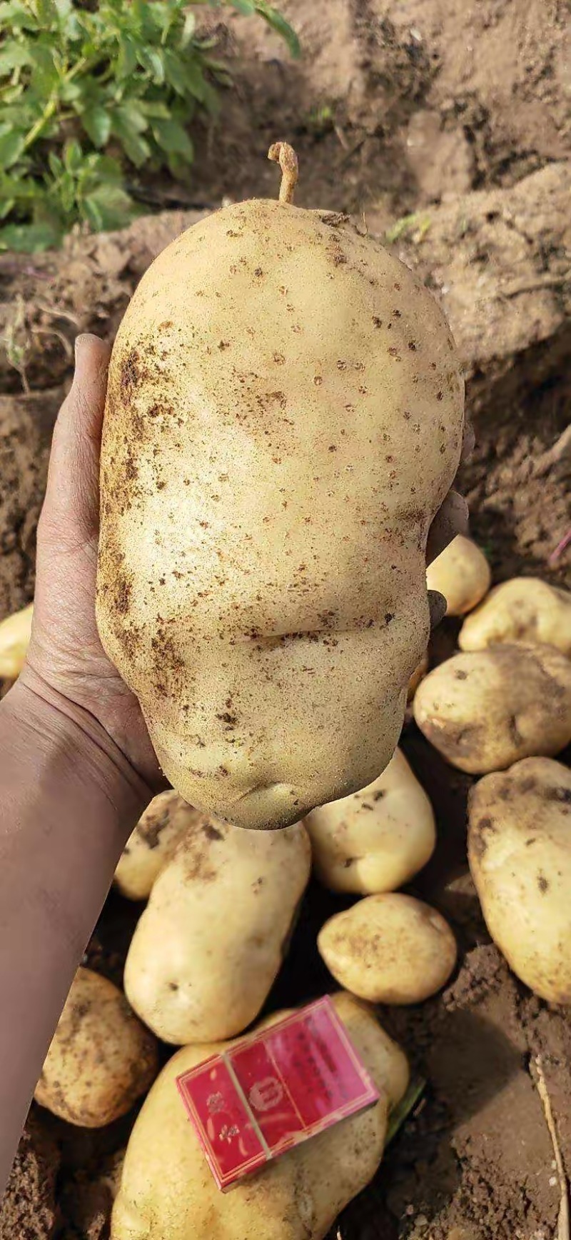 产地直销精品土豆🥔