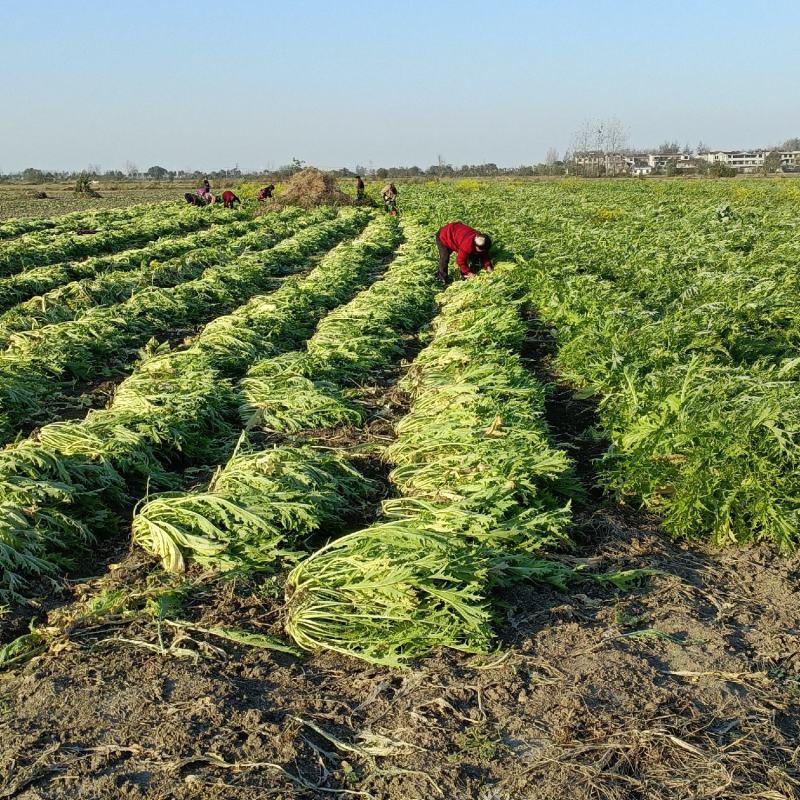 基地自产自销优质梅干菜(安徽利辛县常年供应优质梅干，)