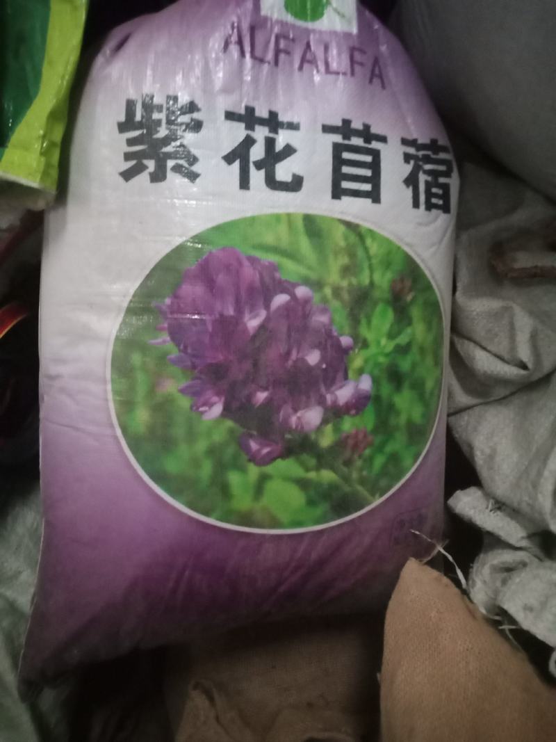 紫花苜蓿种子