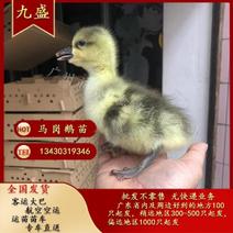 广州孵化出壳马岗鹅苗灰鹅苗大种杂交鹅苗包做疫苗全国发货