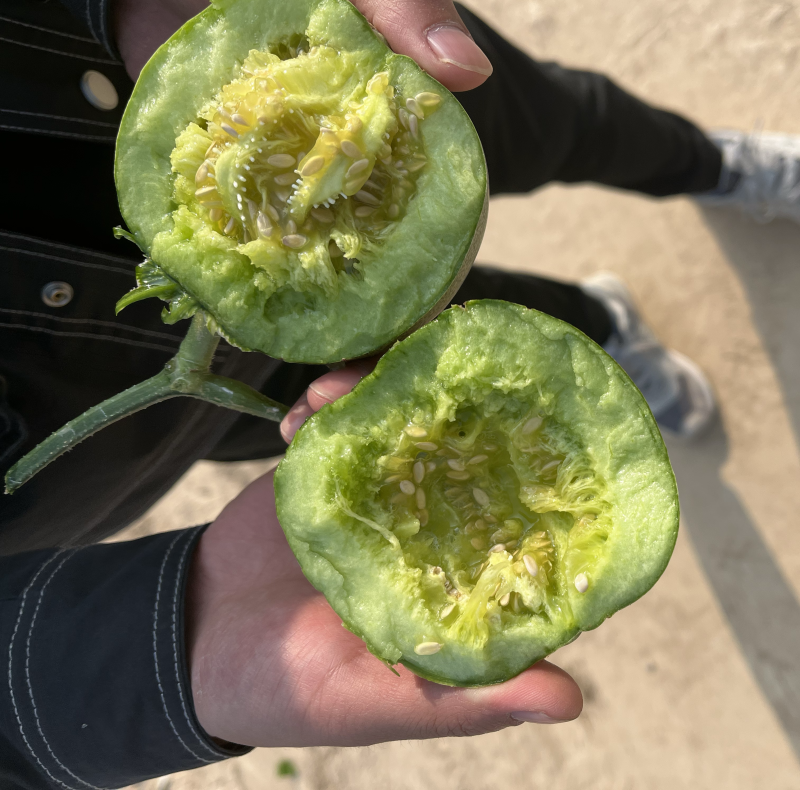 绿宝石：青皮脆瓜。香甜可口。味美多汁。需要☎️
