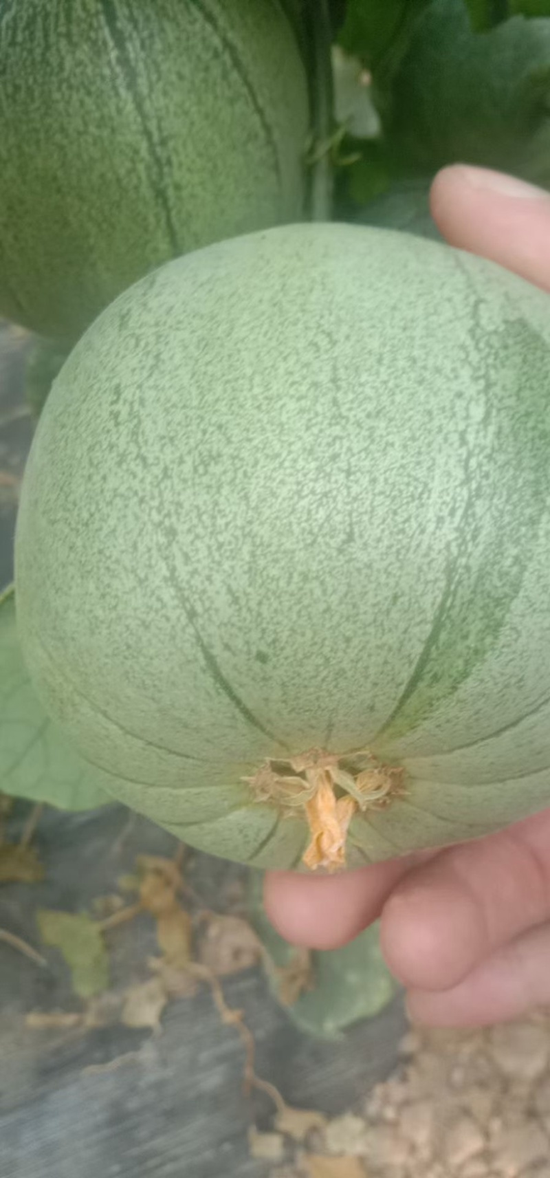 绿宝石：青皮脆瓜。香甜可口。味美多汁。需要☎️