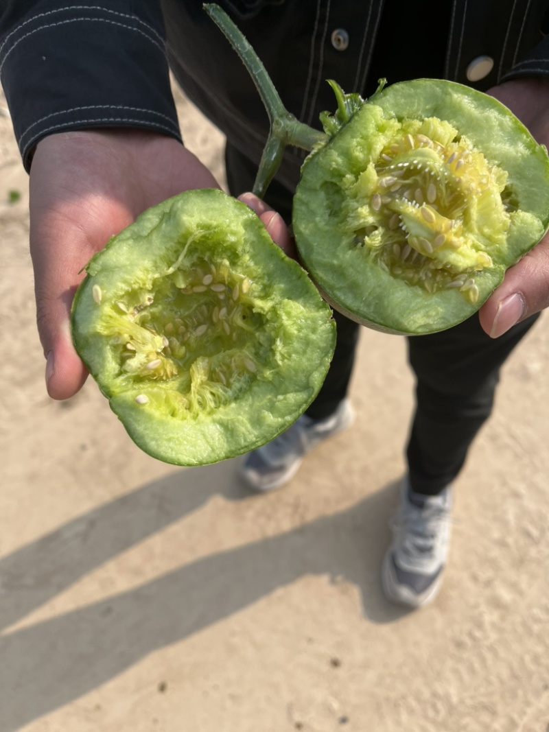 绿宝石：青皮脆瓜。香甜可口。味美多汁。需要☎️