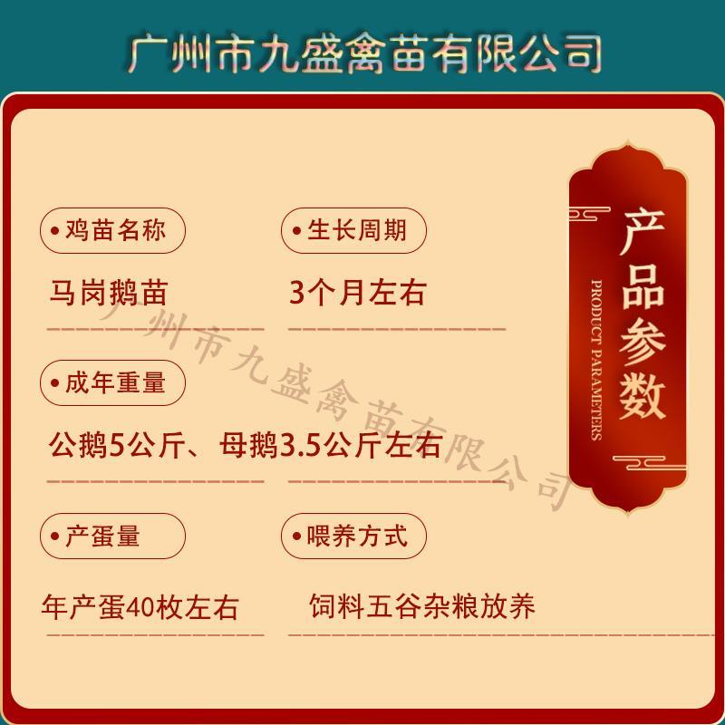 广州孵化出壳马岗鹅苗灰鹅苗大种杂交鹅苗包做疫苗全国发货