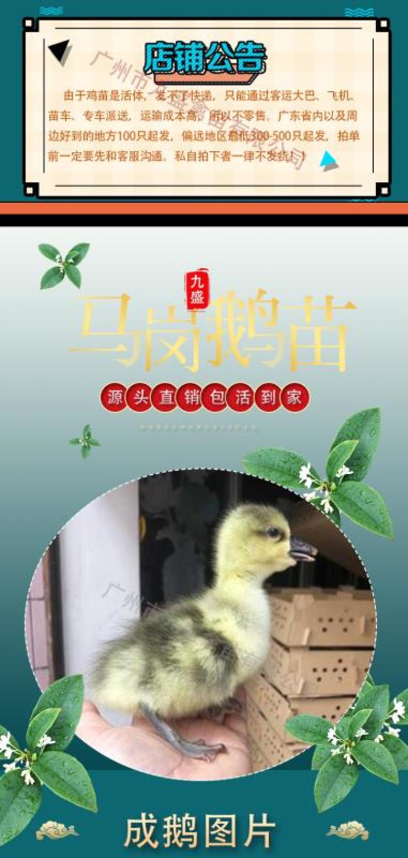 广州孵化出壳马岗鹅苗灰鹅苗大种杂交鹅苗包做疫苗全国发货