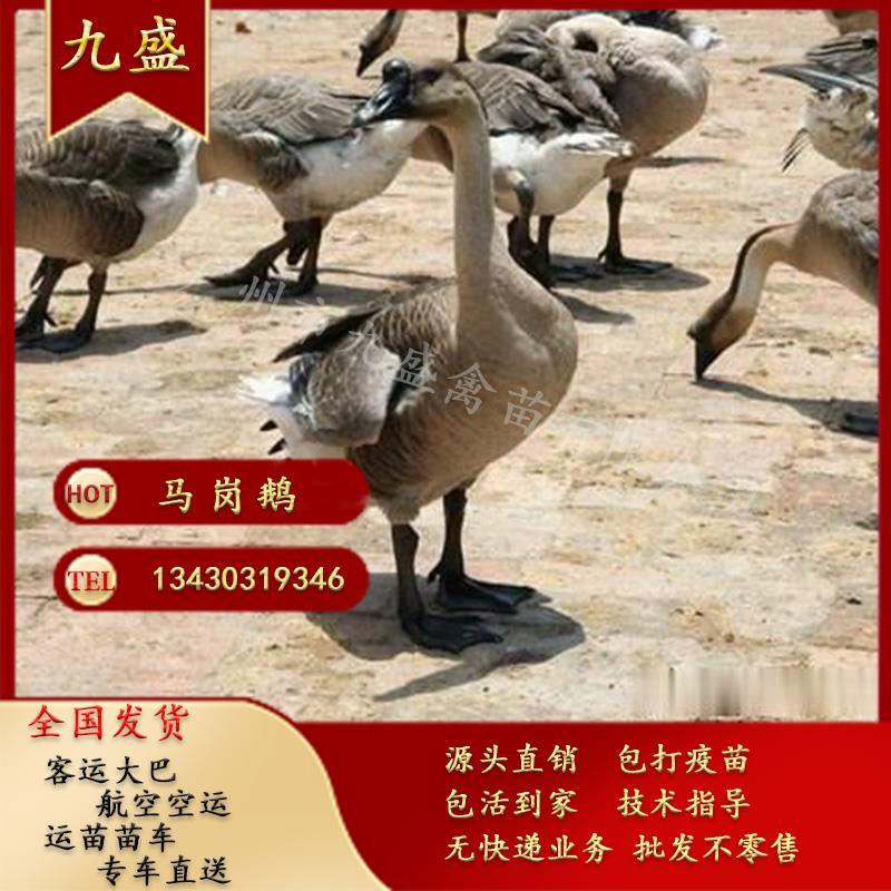 广州孵化出壳马岗鹅苗灰鹅苗大种杂交鹅苗包做疫苗全国发货