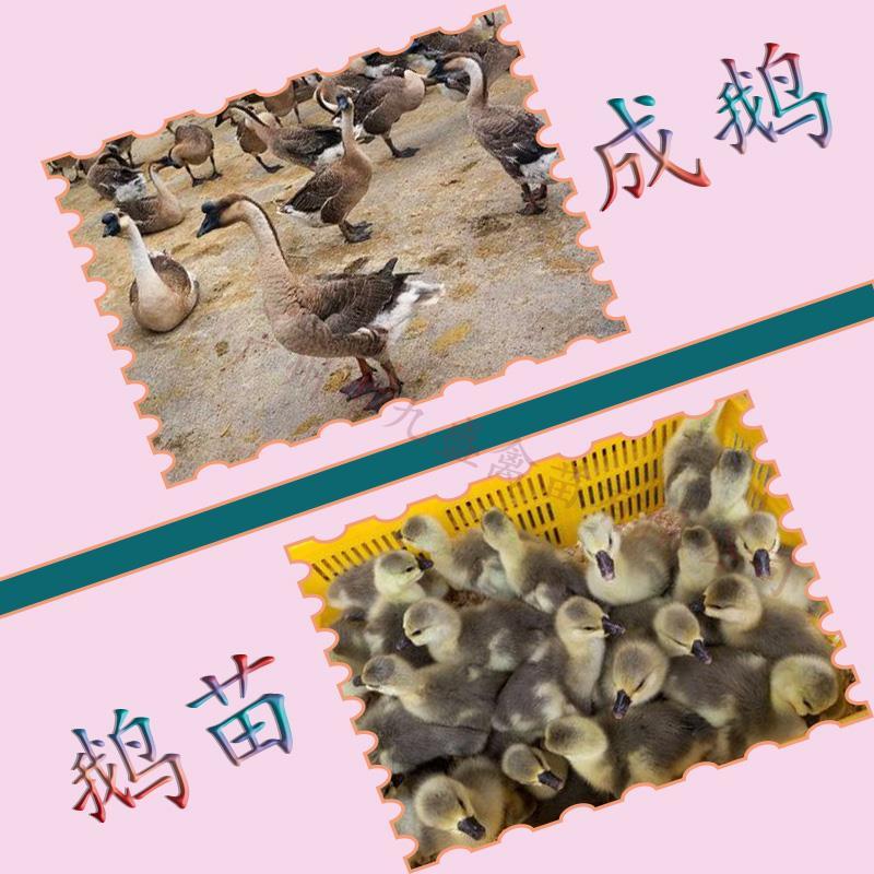 广州孵化出壳马岗鹅苗灰鹅苗大种杂交鹅苗包做疫苗全国发货